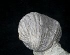 Platystrophia Brachiopods Fossil From Kentucky #20726-1